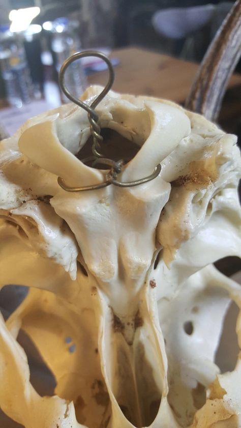 Painting Deer Skulls Diy, How To Hang A Cow Skull, Mounting Deer Skull, Skull Mounts Ideas Deer, How To Hang European Mount Deer Skulls, Deer Horn Ideas Diy, How To Hang Deer Skull On Wall, Decorating With Deer Skulls, European Deer Mount Decor