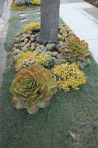 Replace your water- thirsty curbside lawn strip with this amazing low water use alternative of Dymondia, grey ground-cover, and mixed succulents. Taman Air, Succulent Landscape Design, Succulent Landscaping, Magic Garden, Succulent Gardening, Have Inspiration, Cactus Y Suculentas, Modern Landscaping, Ground Cover