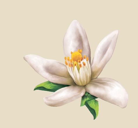 Lemon Blossom Tattoo, Orange Blossom Drawing, Orange Blossom Tattoo, Orange Blossom Flower, Mango Flower, Blossom Tattoo, Jasmine Flower, Dainty Tattoos, Promotional Design