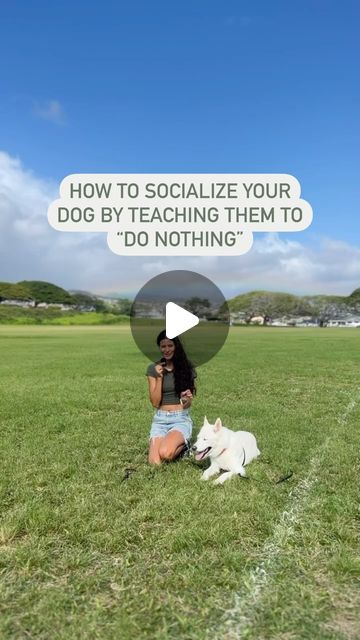 Oahu | Loving Dog Training | Vivi on Instagram: "❗️Socialization is not walks in the neighborhood or dog parks.   Focusing on “doing nothing training” is the 🔑 to proper socialization.   ⚡️Socializing doesn’t have to be meeting every single person. Often times, most dogs who have a hard time settling in new places or around new people were over socialized as a puppy. We often make the mistake of letting every person and dog greet our dog while on leash.  ❗️So how can you properly socialize? ⬇️  🐾Tips:  Use a long line or a leash that you both feel confident with High value treats Find an outdoor area with a comfortable distance from distractions  Allow your dog to explore the area first to avoid overwhelming them Sit down and relax WITH your dog Reward for focusing on you, wanted behavio Puppy Socialization, Dog Parks, Dog Meet, The Mistake, Single Person, Dog Park, A Puppy, The Neighborhood, Hard Time