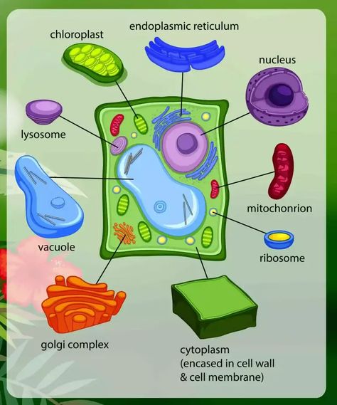 Plant Cell Diagram 3d, Plant Cell Diagram Project, Cell Structure Drawing, Plant Cell Project Ideas Models, Cell Diagram Project, Plant Cells Project Ideas, Plant Cell And Animal Cell, Typical Plant Cell, Plant Cell Drawing