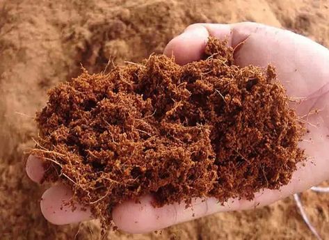 Coco Coir vs Peat Moss: Differences + Which to Use Tropical Islands Paradise, Strange Flowers, Hydroponic Growing, Coconut Grove, Grow Bags, Peat Moss, Coconut Fiber, Garden Soil, Hydroponics