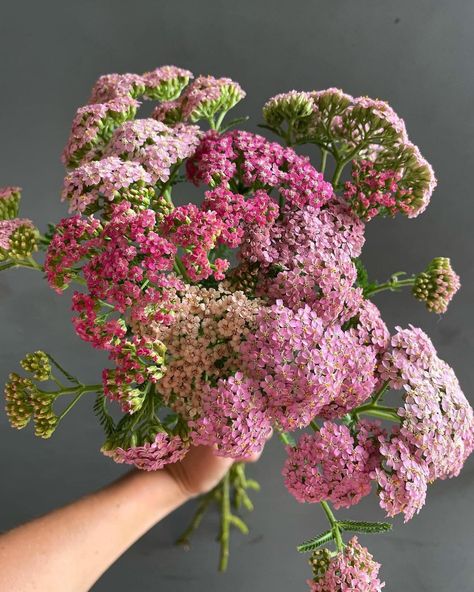 Yarrow Flower Bouquet, Yarrow Bouquet, Plant Palette, Yarrow Flower, Bouquet Inspiration, Farm Garden, Dry Flower, Summer Berries, Favorite Flowers