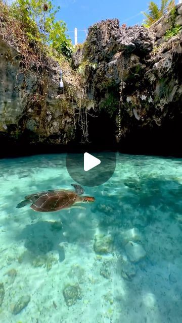 ZANZIBAR TOUR AGENCY on Instagram: "📍Salaam Cave, Zanzibar 🌊 Embrace the Magic: Swimming with Turtles   Step into the azure waters of paradise and embark on an extraordinary journey with @spiceisle_discoveries. Picture yourself immersed in the gentle embrace of the ocean, surrounded by the grace and tranquility of magnificent sea turtles.  As you glide through the crystal-clear waters, feel the pulse of the ocean beneath you and let the cares of the world slip away. With every stroke, you become one with the marine life that calls these pristine waters home.  Encounter these ancient mariners up close, their graceful movements a testament to the beauty of nature. Watch in awe as they gracefully navigate their underwater kingdom, a sight that will leave you breathless with wonder.  But our Swimming With Turtles, Underwater Kingdom, Ancient Mariner, The Marine, Sea Turtles, Crystal Clear Water, The Grace, Marine Life, Crystal Clear