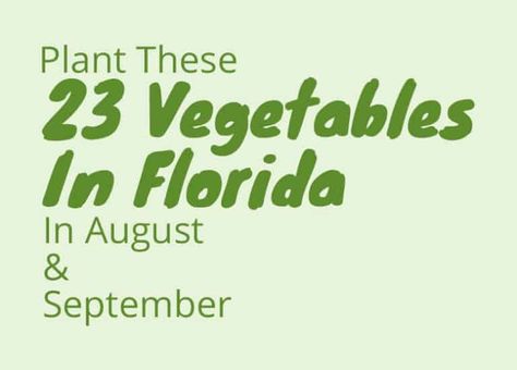 Plant these 23 Vegetables in August and September In Florida Vegetable Planting Guide, Growing Squash, Fall Crops, Garden Prepping, Winter Vegetables Gardening, Florida Gardening, Grow Food, Fall Vegetables, Fall Garden Vegetables