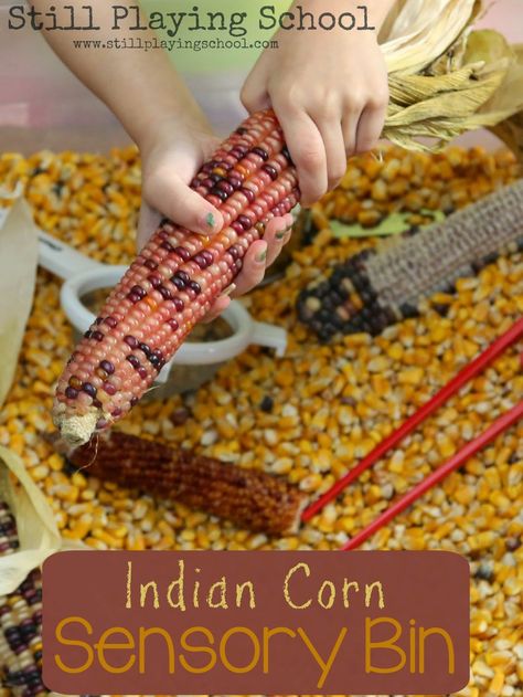 The colors and textures of Indian Corn are so irresistible! It makes the perfect seasonal material sensory and fine motor play! Corn Sensory Bin, Thanksgiving Sensory, Autumn Preschool Theme, Fall Sensory Bin, Sensory Tubs, Play Based Learning Activities, Thanksgiving Preschool, Indian Corn, Toddler Sensory