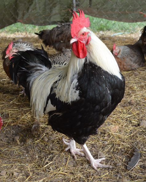 Dorking Chicken - The Livestock Conservancy Poultry Breeds, Live Chicken, Counties Of England, Chickens And Ducks, Chicken Health, Backyard Poultry, Dream Farm, Chicken Breeds, Rare Breed