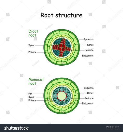 Root Structure Biology, Monocots And Dicots, Dicot Root Diagram, Root Diagram, Plant Morphology, Photosynthesis Activities, Biology Plants, Holiday Homework, Root Structure