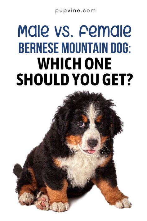 Male Vs. Female Bernese Mountain Dog: Which One Should You Get? Golden Mountain Dog, Golden Mountain, Male Vs Female, Working Dogs Breeds, Bernese Mountain Dog Puppy, Ideal Family, Bernese Mountain Dogs, Working Dog, Similarities And Differences