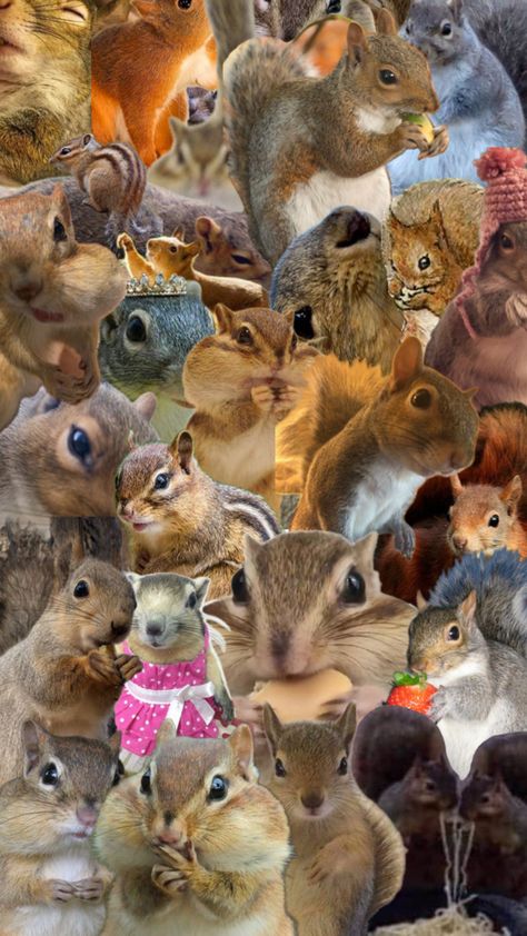 Squirrel Wallpaper, Cute Animals, Wallpapers, Flowers, Animals, Quick Saves