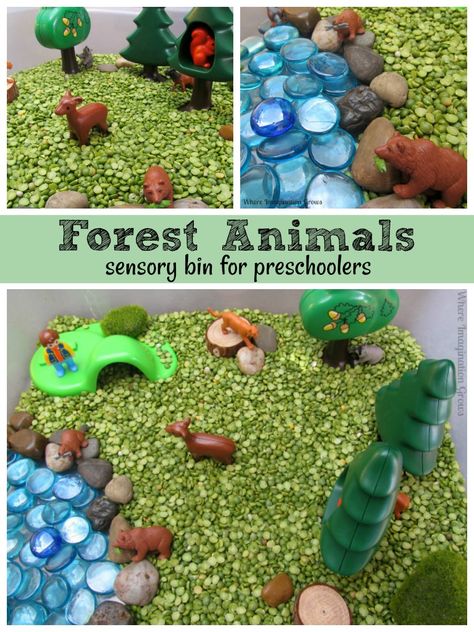 Forest animals sensory bin for kids! Hands-on forest animals sensory box for preschoolers! Learn about predators, prey, food chain, and how animals live with this simple learning activity! #preschool #sensoryplay #kidsactivities Animals Sensory Bin, Forest Animals Preschool, Farm Songs, Forest Animals Theme, Animal Activities For Kids, Activity Preschool, Jan Brett, Woodland Animals Theme, Bin Bin