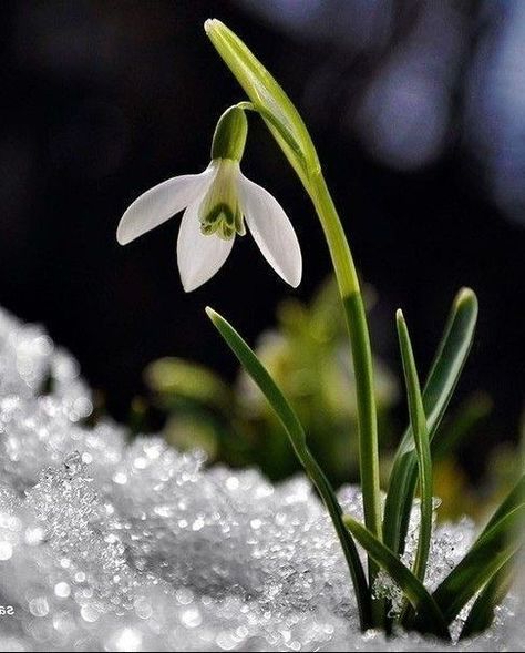 Snow Drops Flowers, Flor Tattoo, Crocus Sativus, First Flowers Of Spring, Snow Drop, Early Spring Flowers, Snow Flower, Wallpaper Nature Flowers, Botanical Painting