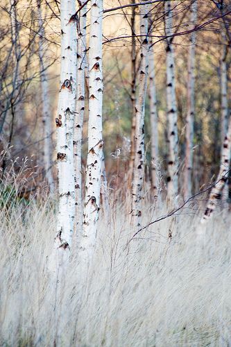 Winter Birch and Grasses, Southern Upland Way, Near Yair Bridge, Scottish Borders 자작나무 그림, Silver Birch, Tree Forest, To Infinity And Beyond, Birch Tree, Pics Art, Beautiful Tree, Enchanted Forest, Winter Garden