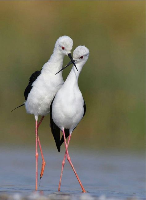 Birds In The Sky, Wild Animals Pictures, Islamabad Pakistan, Funny Birds, Nature Birds, Stilts, Big Bird, Bird Pictures, Exotic Birds