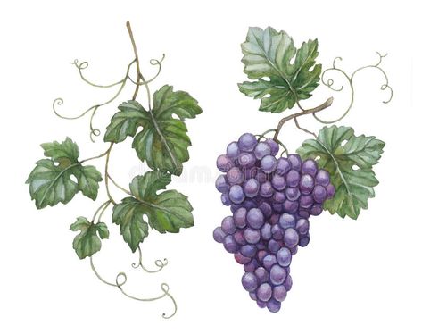 Grapes with leaves. Watercolor illustration of grapes with leaves , #Aff, #leaves, #Grapes, #Watercolor, #grapes, #illustration #ad Grape Drawing, Wine Leaves, Vine Drawing, Grape Painting, Grape Plant, Fall Clip Art, Wine Logo, Tattoo Flowers, Vine Tattoos