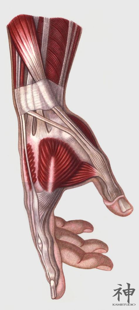 Muscle Hand Reference, Muscles Of Hand, Hands Muscles Anatomy, Hand Muscles Anatomy Drawing, Anatomy Hands Reference, Hand Muscles Drawing, Muscle Hand Drawing, Human Muscles Anatomy, Hand Muscle Anatomy