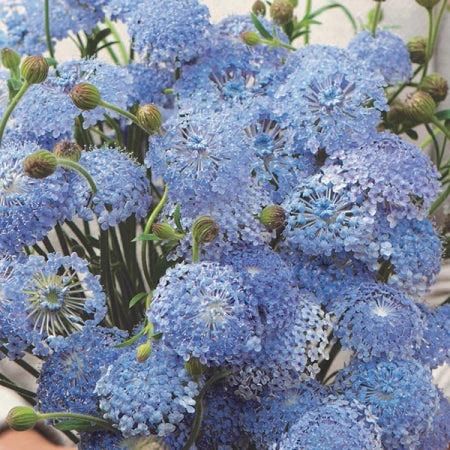 Didiscus – Farmer Bailey Inc. Zone 10 Plants, Blue Lace Flower, Special Plants, Clean Fragrance, Plant Spacing, Vase Arrangements, Flower Names, Gardening Advice, Lavender Blue