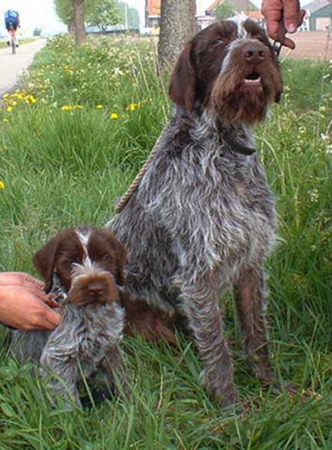 Korthals Griffon, Hunting Dogs Breeds, Pointing Griffon, Griffon Dog, Akc Breeds, Bird Dog, Pointer Dog, Bird Hunting, Hunting Dog