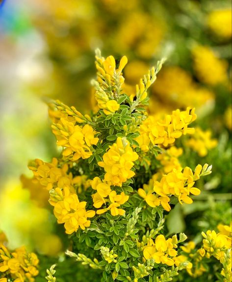 Sweet Broom, Broom Flower, Broom Plant, San Jordi, Greenhouse Ideas, Garden Plants, Garden Ideas, Medicine, Herbs