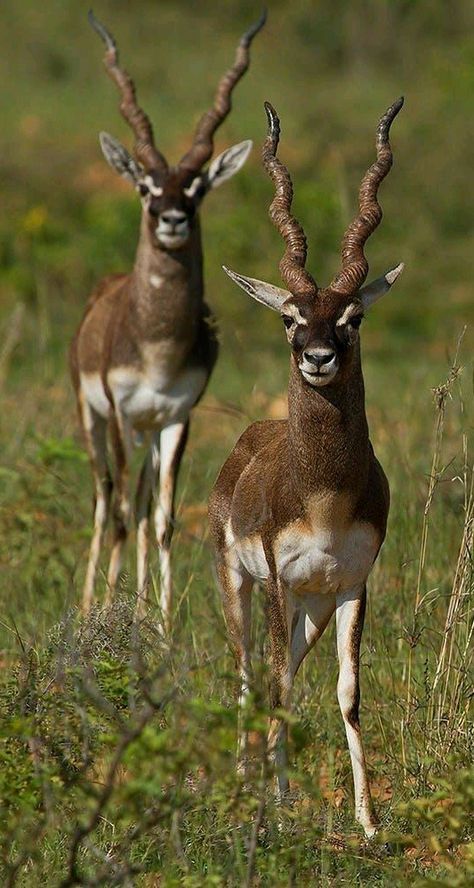 Blackbucks also know as Indian Antelope. Indian Animals, Animals With Horns, Majestic Animals, Endangered Animals, Photography Courses, A Deer, Nature Wildlife, Taking Photos, African Animals