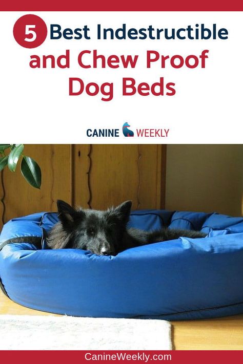 Indestructible Dog Beds - If you are the owner of a dog who chews up anything he can, you should probably consider purchasing an indestructible dog bed that is durable enough to withstand your dog’s teeth, claws, and jaws. Check out this post to discover 5 of the Best Indestructible and Chew Proof Dog Beds and learn the things that make a dog bed indestructible. #canineweekly #indestructibledogbeds #dogbedsforlargedogs #largedogsbedsideas Dyi Dog Bed, Make A Dog Bed, Dog Bunk Beds, Dog Bed Orthopedic, Chew Proof Dog Bed, Dogs Room, Durable Dog Bed, Indestructable Dog Bed, Dogs Bed