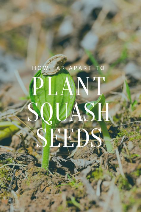 🌱 Ready to take on gardening? Tyro or veteran, you'll love these tips on how to plant squash seeds perfectly! Learn the proper distances, when to plant, and more to yield a successful squash harvest. Dig into the beginner gardener's guide to squash planting! 🍃#BeginnerGardener #SquashPlanting Squash Planting, Planting Squash, Spaghetti Squash Plant, Grow Squash, Gem Squash, Garden For Beginners, Squash Plant, Squash Seeds, When To Plant