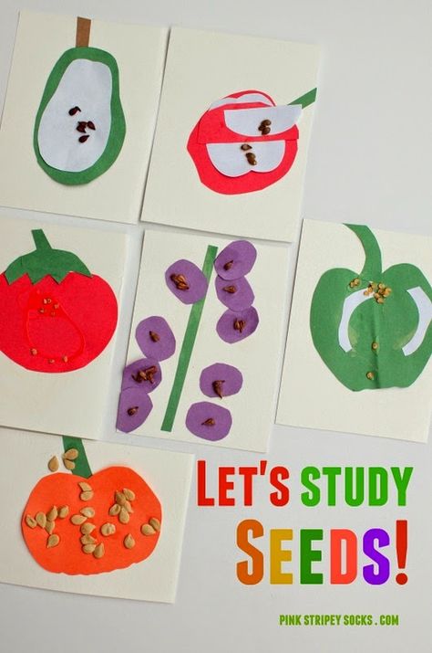 Super easy and fun kids STE activity- studying seeds! Kids Stem Activities, Preschool Garden, Plants Unit, Plant Activities, Kid Science, Spring Preschool, Stem For Kids, Plant Science, Kindergarten Science