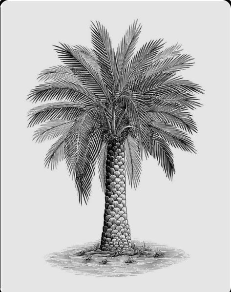 Palm Tree Sketch, Palm Tree Clip Art, Black And White Clip Art, Palm Tree Drawing, Palm Tree Vector, Cat Cross Stitches, Book Cover Design Inspiration, Palm Tree Tattoo, Hand Palm