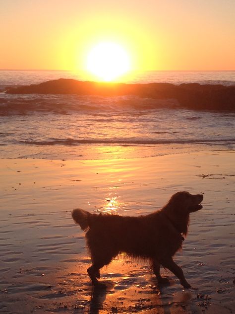 Golden Sunset Dark Golden Retriever, Golden Retriever Beach, Golden Retriever Baby, Golden Sunset, Tiny Puppies, Dog Silhouette, Dog Beach, Dog Paintings, Golden Dog