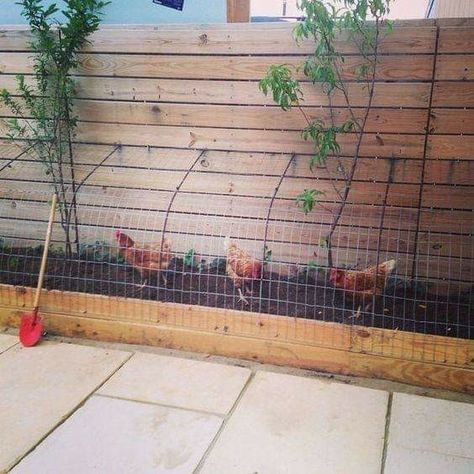 Chicken Tunnel, Chicken Tunnels, Urban Chicken Farming, Easy Chicken Coop, Backyard Chicken Coop Plans, Urban Chickens, Urban Farmer, Chicken Garden, Keeping Chickens