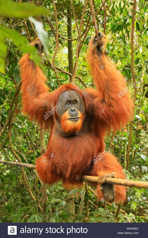 Download this stock image: Male Sumatran orangutan (Pongo abelii) sitting on a bamboo in Gunung Leuser National Park, Sumatra, Indonesia. Sumatran orangutan is endemic to the no - MAX6EC from Alamy's library of millions of high resolution stock photos, illustrations and vectors. Gunung Leuser National Park, Sumatran Orangutan, List Of Animals, Endangered Animals, Animal Species, Outdoor Lover, Mythical Creatures Art, Primates, Cute Funny Animals