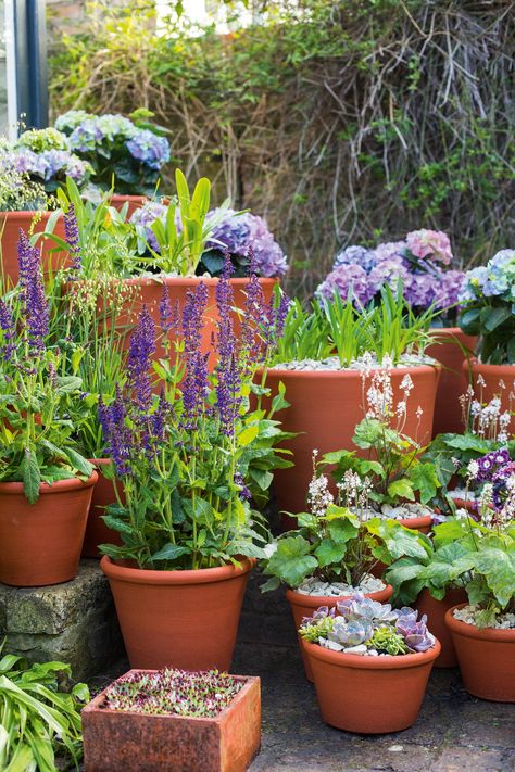 Garden Design Front Of House, Potted Plants For Shade, Garden Design Diy, Container Gardening Ideas, Garden Seating Area, Ferns Garden, Home Garden Design, Garden Oasis, Garden Borders