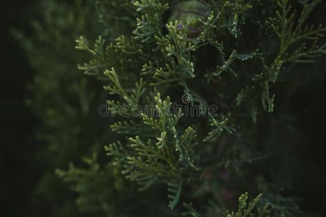 Cypress tree leaves texture and background. Close up view of cypress green leave , #Ad, #texture, #background, #Close, #Cypress, #tree #ad Cypress Tree Aesthetic, Cypress Leaves, Leaves Texture, Leyland Cypress, Leaves Photo, Evergreen Hedge, Conifer Trees, Black Parade, Scent Notes