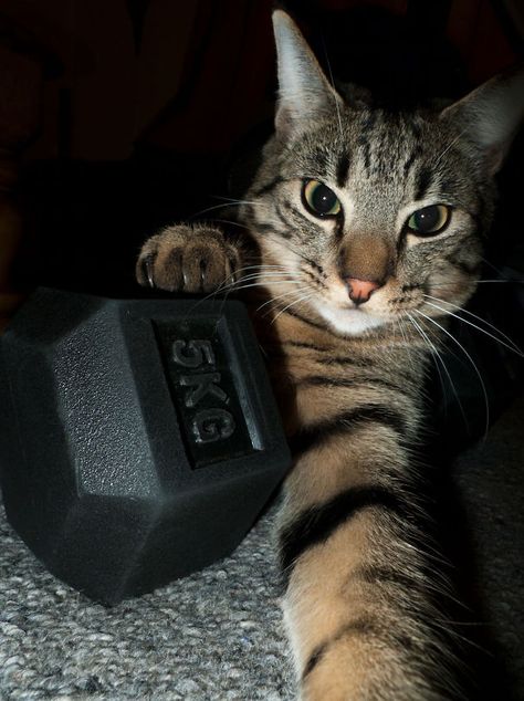 #121 “it Is My Dumbbell Now!” Cat Workout, Cat Gym, Cat Work, Gym Pictures, Out Of Reach, Cute Hamsters, Gym Memes, Gym Humor, Workout Aesthetic