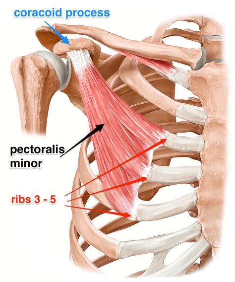 Serratus Anterior, Shoulder Anatomy, Sports Massage Therapy, Pectoral Muscles, Yoga Anatomy, Musculoskeletal System, Human Body Anatomy, Muscle Anatomy, Human Anatomy And Physiology