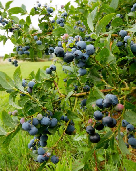 Gardening Lovers Landscape Planning, Highbush Blueberry, Growing Blueberries, Big Trees, Blueberry Bushes, Landscape Plans, Big Tree, Plant Roots, Organic Matter