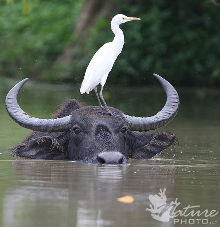 Asiatic Water Buffalo Buffalo Painting, Buffalo Animal, Buffalo Art, Filipino Tattoos, Bull Tattoos, Most Beautiful Animals, Water Buffalo, African Wildlife, Animal Sketches