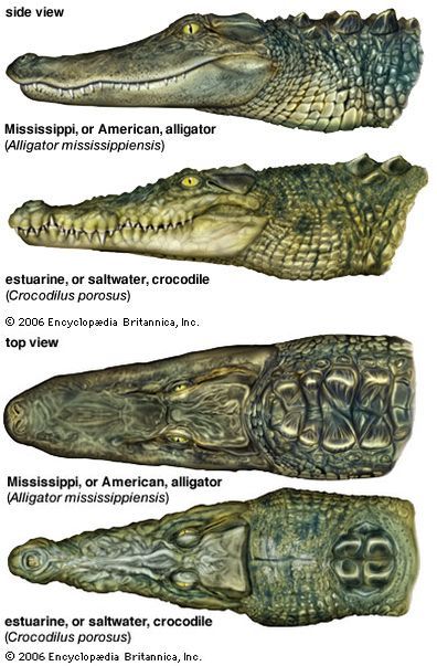 Crocodile vs Alligator. Note the difference in jaw shape (alligator is a U shape, crocodile more of a V), the back of the necks, and that the crocodile's bottom teeth are visible when its mouth is closed. Don't trust labels on pictures. I see lots of alligators and crocodiles mislabeled even on respectable/scientific sites. Everyone makes mistakes...including me. Reptiles Preschool, Reptiles Activities, Alligators Art, Crocodile Animal, Rabbit Cages, Cute Reptiles, Animal Study, Animal Facts, Crocodiles