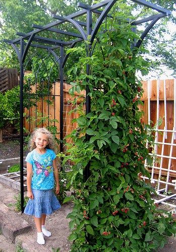 Grandma’s Thornless Boysenberries We picked our first boysenberries today! I’ve picked my fair share of blackberries and boysenberries but I’ve never grown them before. As a kid w… Blackberry Trellis, Raspberry Plants, Smith Family, Hydrangea Care, Trellis Plants, Plastic Buckets, Edible Landscaping, Veg Garden, Family Garden