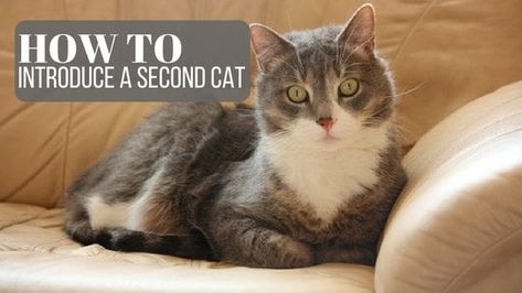 How To Introduce Cats To Each Other, Age Aggression, How To Introduce Cats, Information About Cats, Pets Stuff, Spoiled Pets, Cat Urine, Family Board, Pet Urine