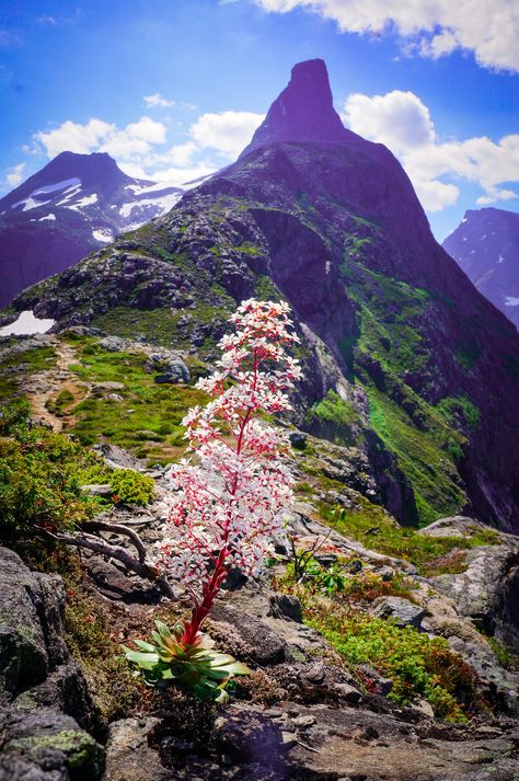 Saxifrage Flower, Norway Landscape, Ask A Question, National Flower, Colourful Flowers, A Question, The National, Colorful Flowers, Norway