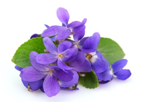 shutterstock_74916943 Violet Essential Oil, Candle Dressing, Flower Cottage, Neem Oil, Violet Flower, Edible Plants, Woody Fragrance, Flowers Perennials, Floral Notes