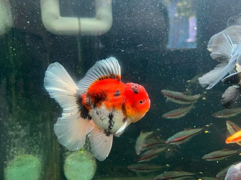 Veiltail Goldfish, Gold Fish, Goldfish, Cute Funny Animals, Fish Pet, Funny Animals, Fish, Funny, Animals