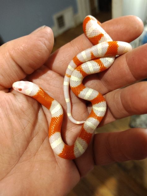 Milk Snake Enclosure, Snakes Pet, Snake Pets, California King Snake, Snake Breeds, Snake Pet, Corn Snakes, Tiny Snake, Snake Enclosure