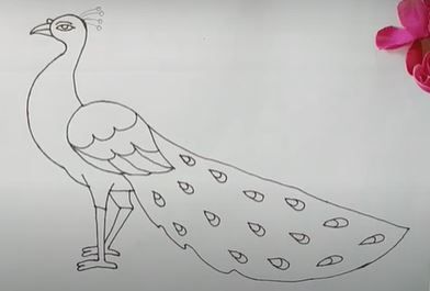 This page will help you to learn how to draw a peacock, easy and step by step for beginners.  The peacock drawings will be easier on this page than on the other peacock step by step drawing page, which has more advanced versions of peacocks if you are looking for how to draw a realistic... Peacock Drawing Images, Peacock Drawing Simple, Peacock Drawings, Peacock Drawing With Colour, Peacock Feather Drawing, Nature Drawing For Kids, Peacock Sketch, Beautiful Easy Drawings, Peacock Room