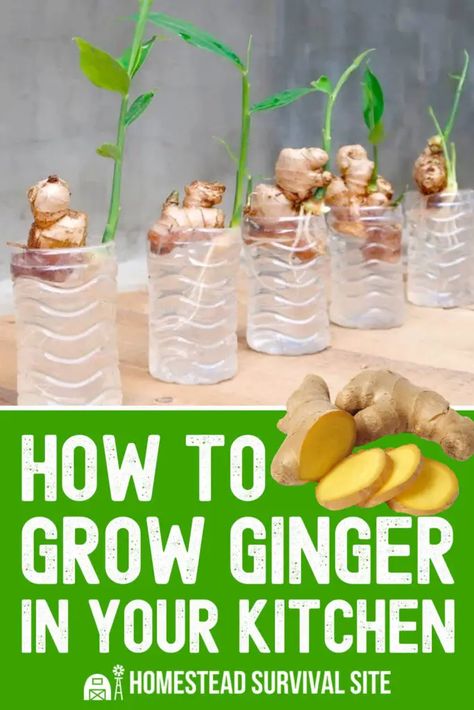 Kitchen Gardening Ideas, Ginger Growing, Growing Ginger Indoors, Growing Ginger, Indoor Vegetables, Ginger Plant, Garden Remedies, Plant Care Houseplant, Vegetable Garden Diy