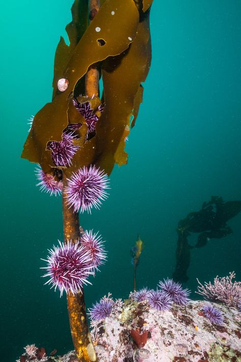 Want to help California’s kelp forests? Eat sea urchins. Kelp Aesthetic, Steam Night, Purple Sea Urchin, Forest Ecosystem, Mendocino Coast, 95 Percent, Kelp Forest, Purple Sea, Sea Plants