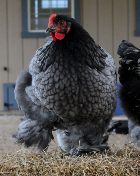 Blue Cochin Hen: friendly good layers, good mothers, hardy, brown egg. Hen Or Rooster, Queen Latifa, Cochin Chickens, Brown Egg, Mother Hen, Fancy Chickens, Beautiful Chickens, Backyard Flocks, Brown Eggs