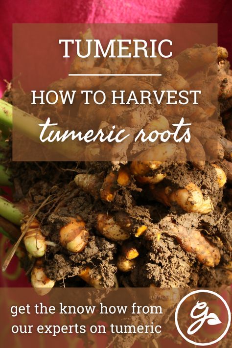 Grow Turmeric, Turmeric Plant, Turmeric Recipes, Potato Peeler, Yellow Foods, Improve Heart Health, Food Dye, Indian Curry, Turmeric Root