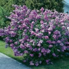 Prairie Petite Lilac Syringa Vulgaris, Lilac Bushes, Lilac Tree, Garden Shrubs, Tree Seeds, Green Lawn, Flowering Shrubs, Lilac Flowers, Fragrant Flowers